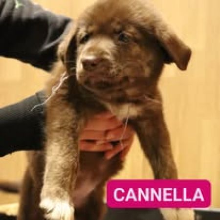 CANNELLA